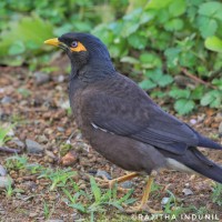 Acridotheres tristis Linnaeus, 1766